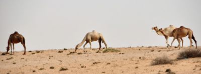 Dsc 0035